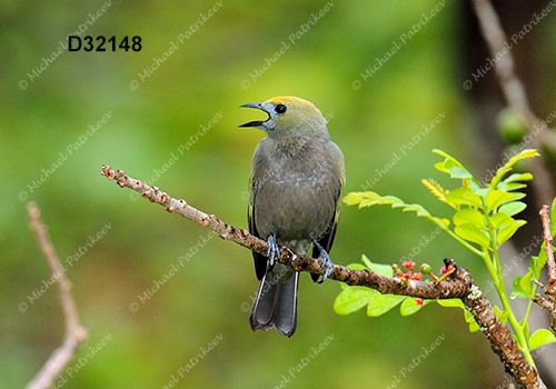 Palm Tanager (Thraupis palmarum)